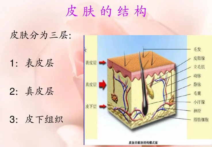 湿热皮肤病怎么治