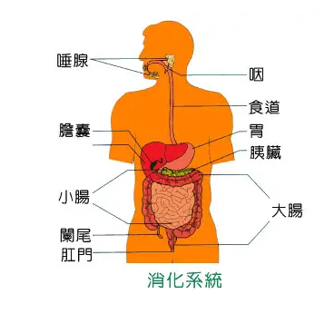 腹痛怎么有效缓解？