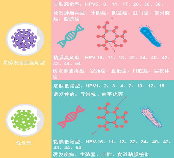 hpv52阳性高危型病毒有危险吗