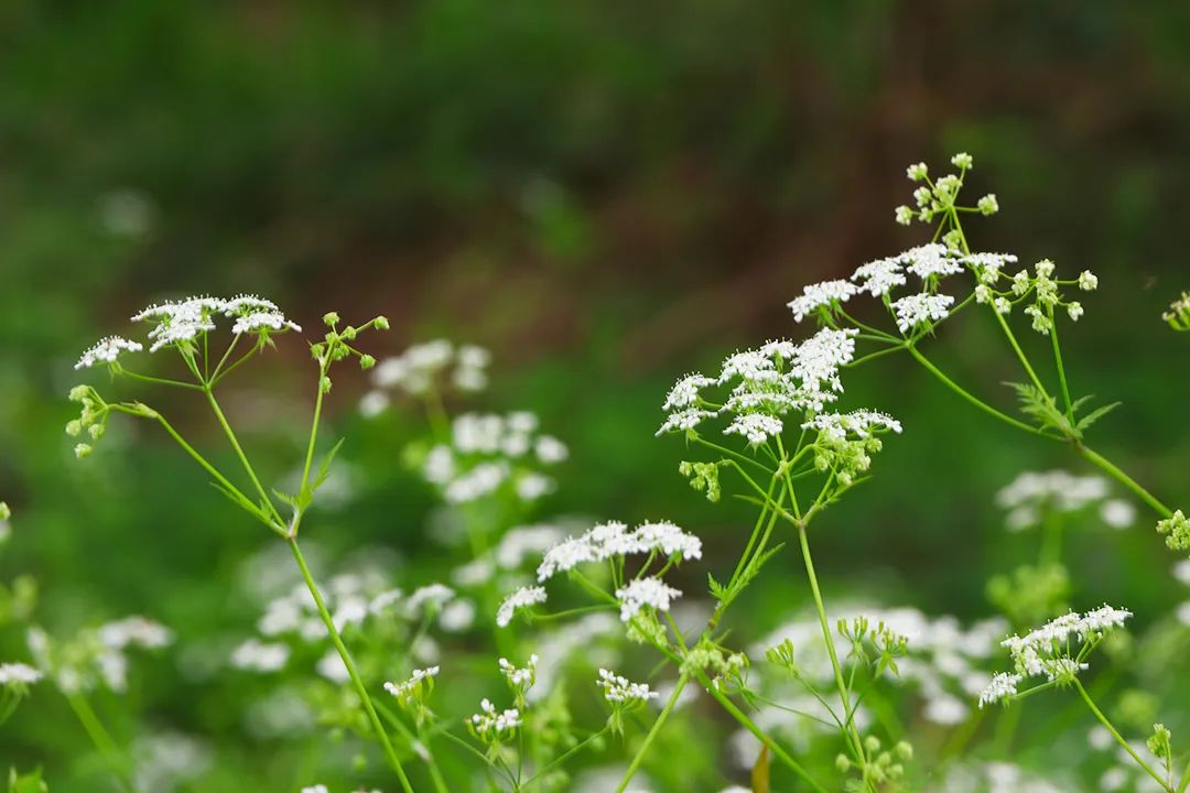 夏至时节，这些健康养生小常识建议get一“夏”~